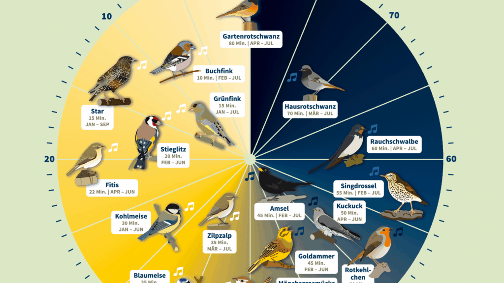 Vogeluhr, Gesang nach Sonnenstand © NABU